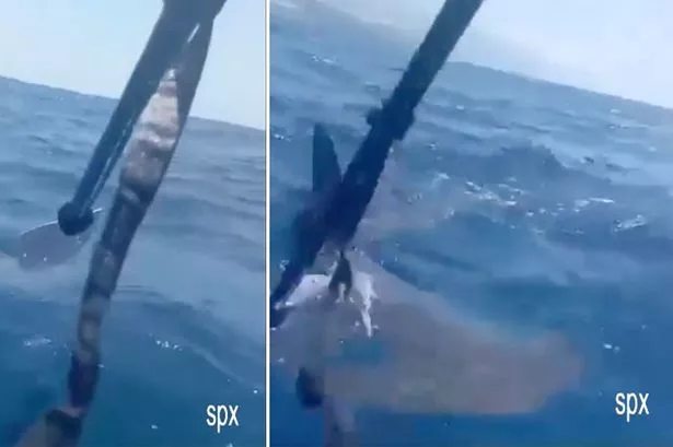 Dramatic moment kayaker uses paddle to ward off shark in La Palma