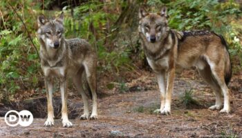 EU-Länder wollen leichteren Abschuss von Wölfen