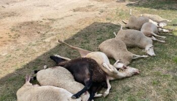 El campo de Castilla y León celebra el paso de la UE y censura el «error» de España con el lobo