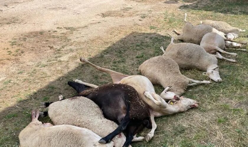 El campo de Castilla y León celebra el paso de la UE y censura el «error» de España con el lobo