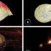 El paso cercano de una estrella alienígena tuvo la culpa de las anomalías de nuestro Sistema Solar