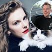 Elon Musk bizarrely offers to impregnate Taylor Swift hours after she endorsed Kamala Harris with statement signed off 'Childless Cat Lady'