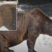 Enormous Alaskan brown bear gorges on 45 salmon in 10-hour feast ahead of hibernation