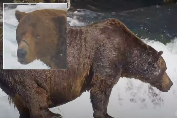 Enormous Alaskan brown bear gorges on 45 salmon in 10-hour feast ahead of hibernation