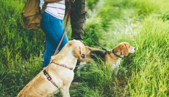 Expert issues urgent warning as 'beautiful' flower is 'highly toxic' to dogs