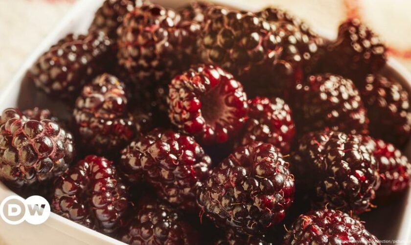 Faktencheck: Verhindern Himbeeren und Feigen Krebs?