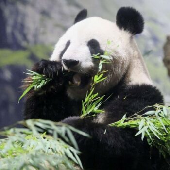 Fans bid farewell to Tokyo pandas before return to China