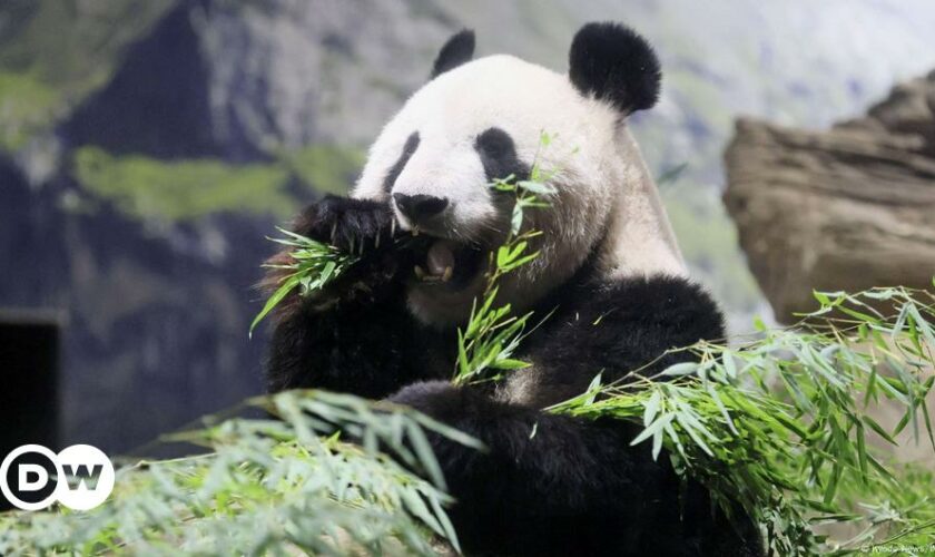 Fans bid farewell to Tokyo pandas before return to China