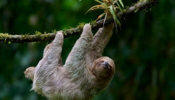 Faultiere wegen Klimawandel vom Aussterben bedroht