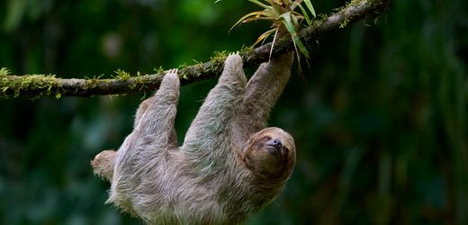 Faultiere wegen Klimawandel vom Aussterben bedroht