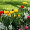 Five bulbs to plant now in September for beautiful garden blooms in spring