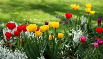 Five bulbs to plant now in September for beautiful garden blooms in spring