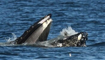 Fotografían a una ballena jorobada engullendo accidentalmente a una foca en EEUU