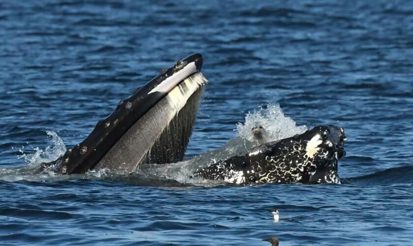 Fotografían a una ballena jorobada engullendo accidentalmente a una foca en EEUU