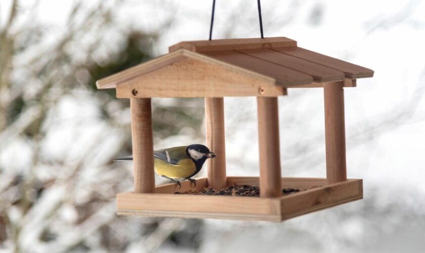 Ein Vogelhaus dient Vögeln als Futterstation