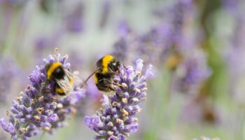 Gardeners told exactly what to plant next to lavender so it 'flourishes'