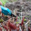 Pfingstrosen schneiden: Frau schneidet trockene Zweige mit einer Gartenschere