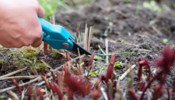 Pfingstrosen schneiden: Frau schneidet trockene Zweige mit einer Gartenschere