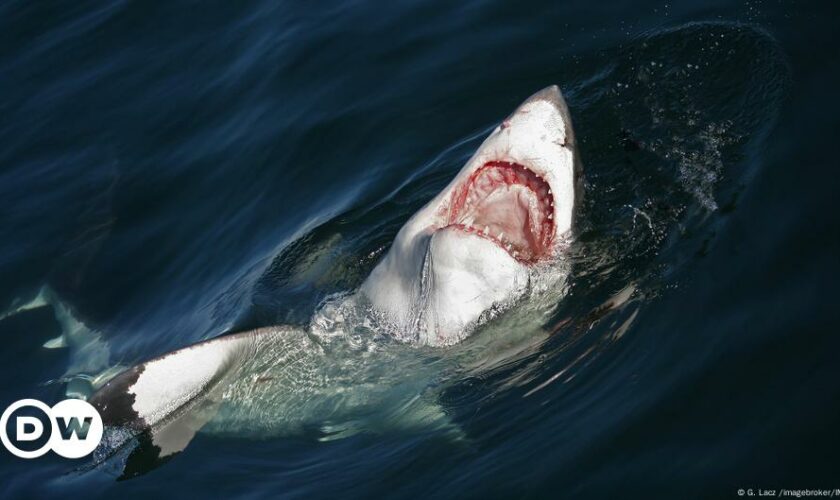 German tourist dies after shark attack off Canary Islands