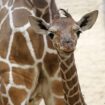 Germany: Baby giraffe born in Karlsruhe Zoo