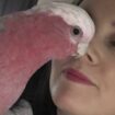 Heartbroken family desperately searching for escaped parrot who loves to sing 'Karma Chameleon'