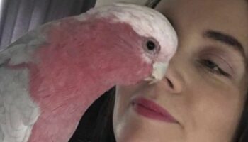 Heartbroken family desperately searching for escaped parrot who loves to sing 'Karma Chameleon'