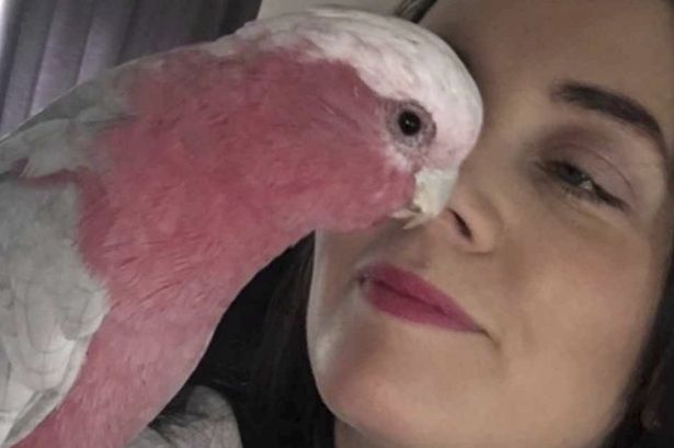 Heartbroken family desperately searching for escaped parrot who loves to sing 'Karma Chameleon'