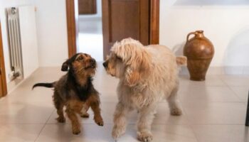 Heartwarming way dog lets her deaf brother know their human owners are home