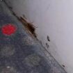 Horror moment passengers find cockroaches spread out on backseat of National Express