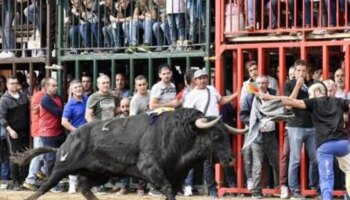 Hospitalizan a un hombre tras una aparatosa cogida en una suelta de vaquillas en Valencia