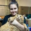 Huge cat named Crumbs weighs as much as a human child after living abandoned at hospital