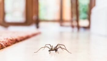 'Huge' spiders invade UK homes as Brits share spray they swear by to repel them