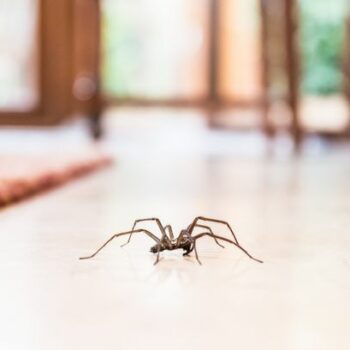 'Huge' spiders invade UK homes as Brits share spray they swear by to repel them