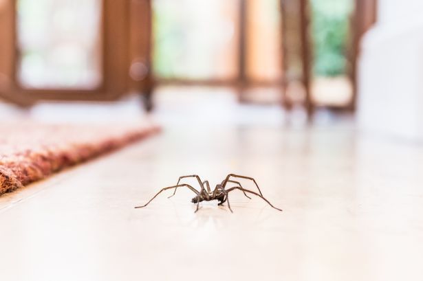 'Huge' spiders invade UK homes as Brits share spray they swear by to repel them