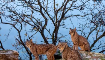 IA para mejorar la detección de animales en zonas aisladas