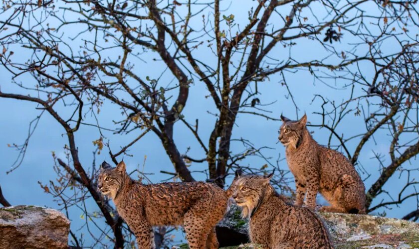 IA para mejorar la detección de animales en zonas aisladas