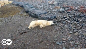 Iceland: Police shoot 1st polar bear sighted in years