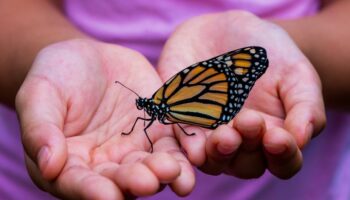 Jus d'insectes, mégots de cigarettes, plantes toxiques: les drôles de méthodes des animaux pour se soigner