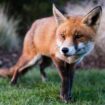 Keep foxes from causing havoc in gardens with 19p fruit trick they 'hate'