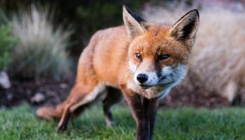 Keep foxes from causing havoc in gardens with 19p fruit trick they 'hate'