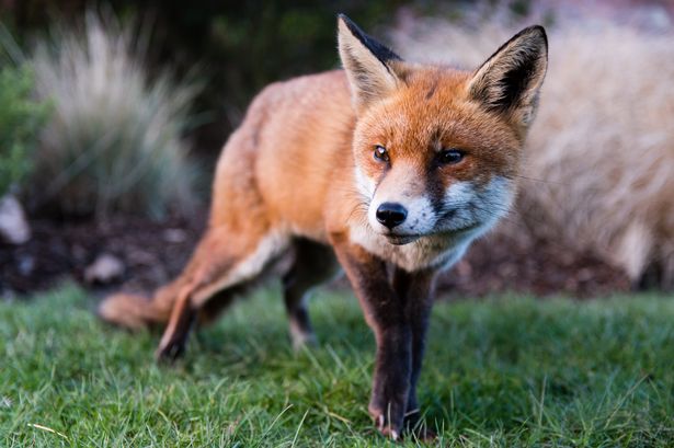 Keep foxes from causing havoc in gardens with 19p fruit trick they 'hate'