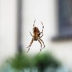 Keep spiders away with 'natural solution' as temperatures drop