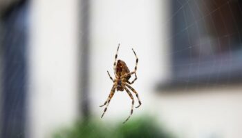 Keep spiders away with 'natural solution' as temperatures drop