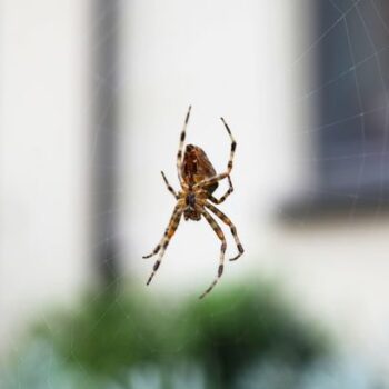 Keep spiders away with 'natural solution' as temperatures drop