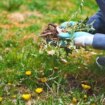 Kitchen staple banishes weeds and makes soil 'a less hospitable place' for growth