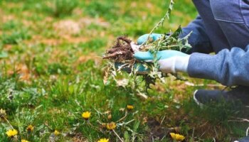 Kitchen staple banishes weeds and makes soil 'a less hospitable place' for growth