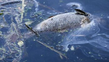 "An einigen Stellen der Bucht gibt es im Moment kein Leben mehr, unsere Fische sind durch Sauerstoffmangel gestorben." (Archivbi