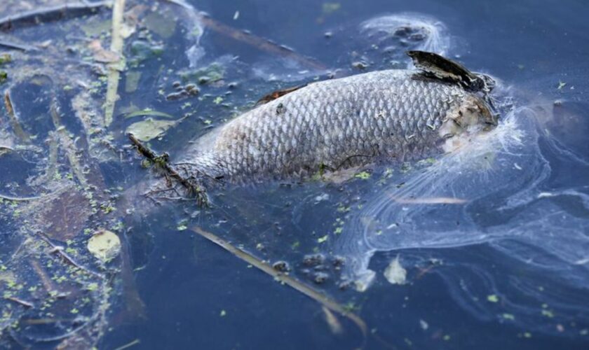 "An einigen Stellen der Bucht gibt es im Moment kein Leben mehr, unsere Fische sind durch Sauerstoffmangel gestorben." (Archivbi