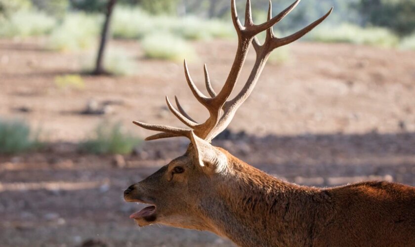 La berrea, un espectáculo natural que une fauna y ecoturismo responsable