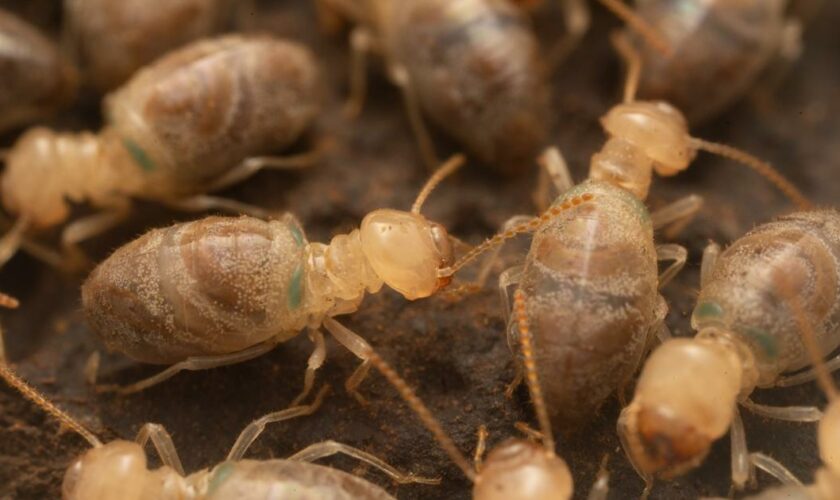 La bombe chimique des termites «&nbsp;kamikazes&nbsp;» livre ses secrets